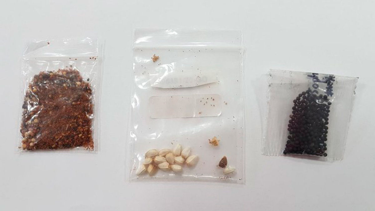 Centenas de misteriosos pacotes com sementes, que podem ser perigosas, chegam ao Brasil sem serem solicitados