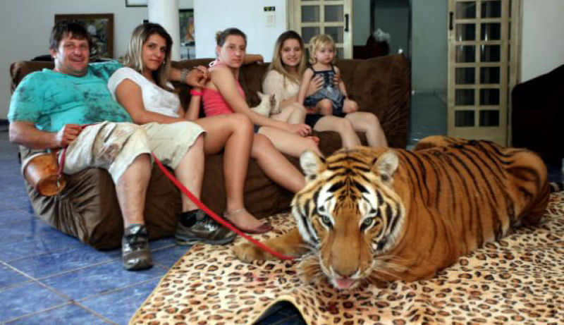 Famlia vive com tigres de estimao em Maring, no Paran
