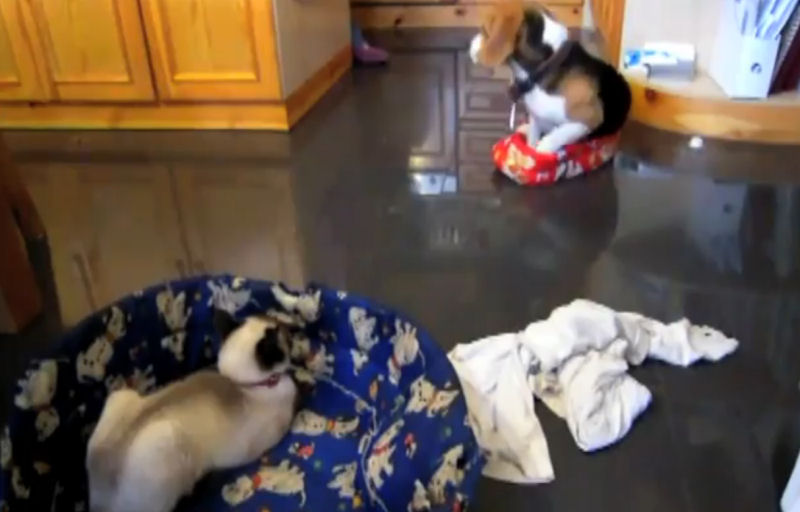 Compilação de gatos roubando camas de cães