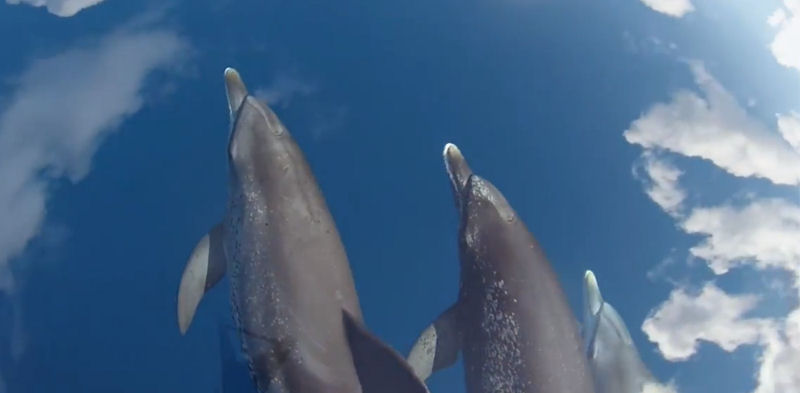 Golfinhos que nadam no cu