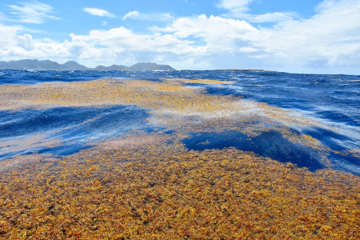 Como tijolos feitos de algas invasoras limpam as praias do Mxico