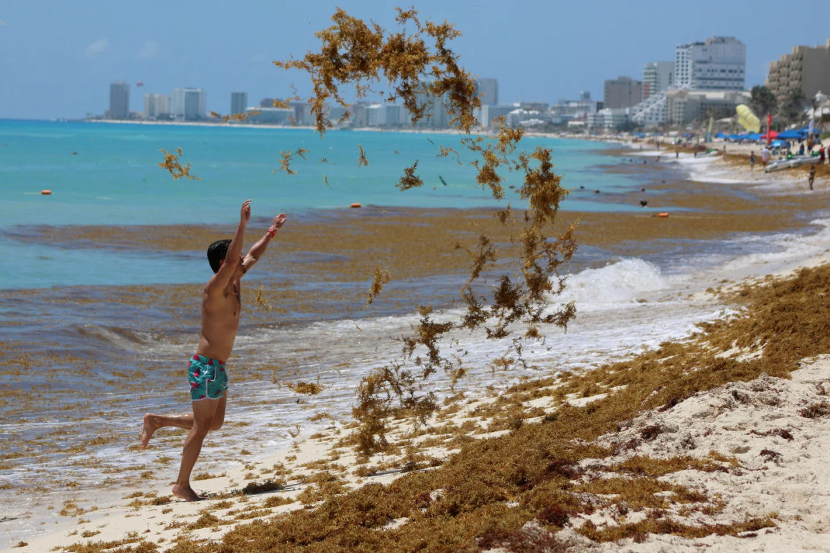 Como tijolos feitos de algas invasoras limpam as praias do Mxico