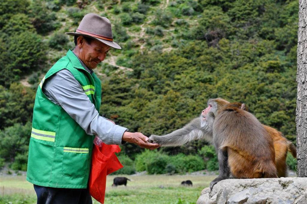 Pai dos macacos: o homem que dedicou sua vida aos macacos selvagens no Tibete