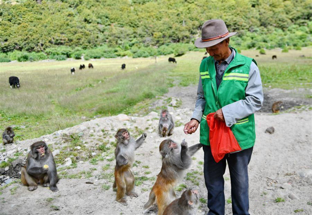 Pai dos macacos: o homem que dedicou sua vida aos macacos selvagens no Tibete