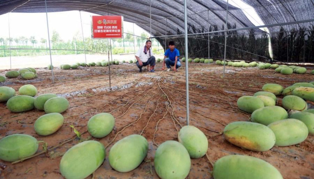 P de melancia rendeu 131 frutas em uma s colheita e estabelece novo recorde mundial