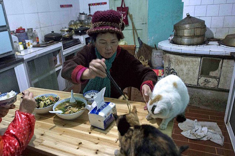 Mdica chinesa aposentada vende suas propriedades para cuidar de ces e gatos abandonados
