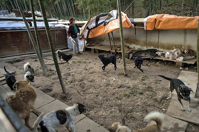 Mdica chinesa aposentada vende suas propriedades para cuidar de ces e gatos abandonados