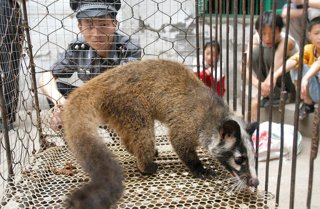 Como o tratamento dispensado aos animais em um mercado de Wuhan levou  disseminao do coronavrus