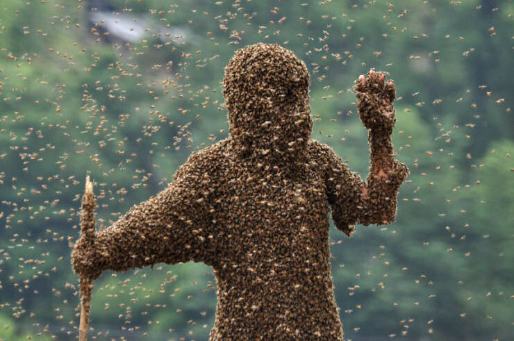 Concurso de roupa de abelha