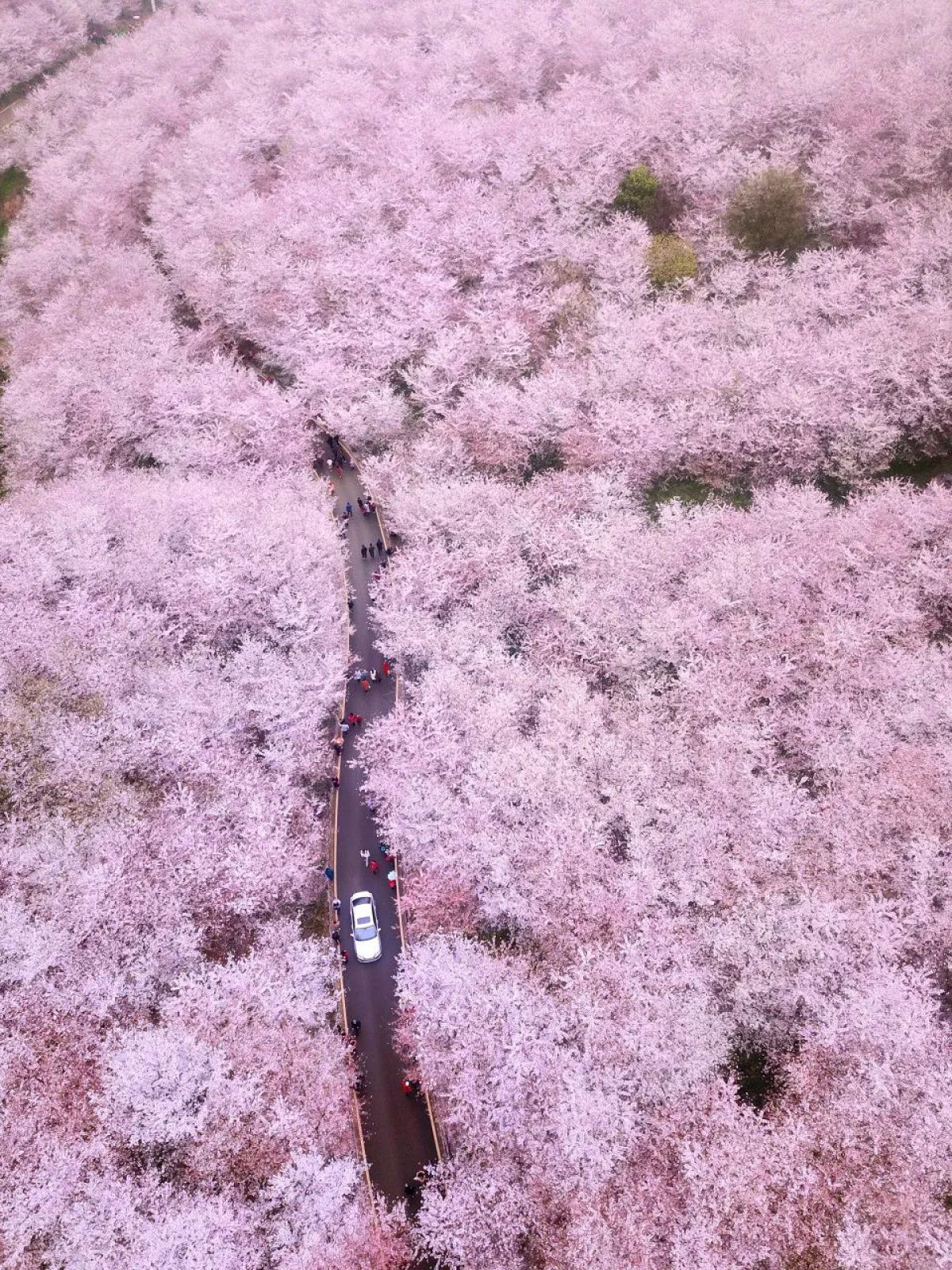 Fazenda chinesa abriga o maior jardim de flores de cerejeira do mundo