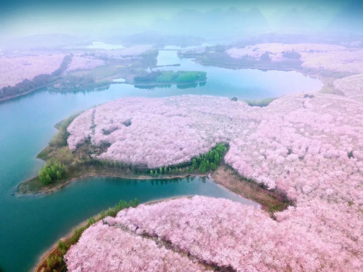 Fazenda chinesa abriga o maior jardim de flores de cerejeira do mundo