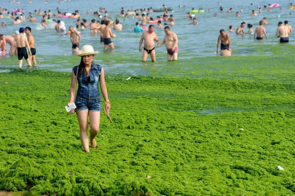 Praia chinesa invadida por praga de algas 02