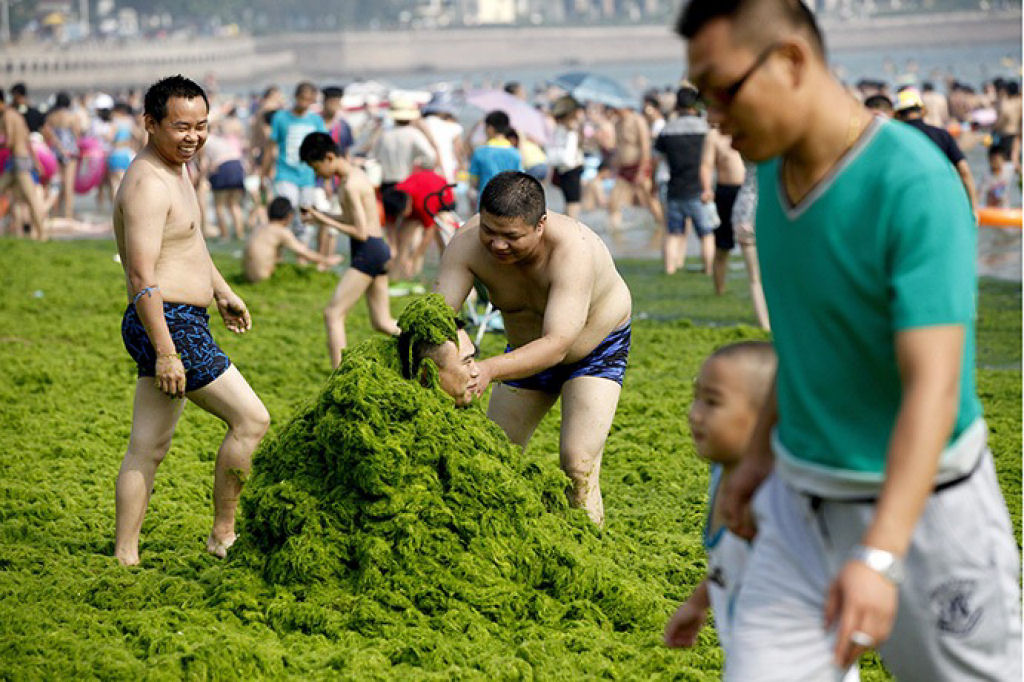 Praia chinesa invadida por praga de algas 03