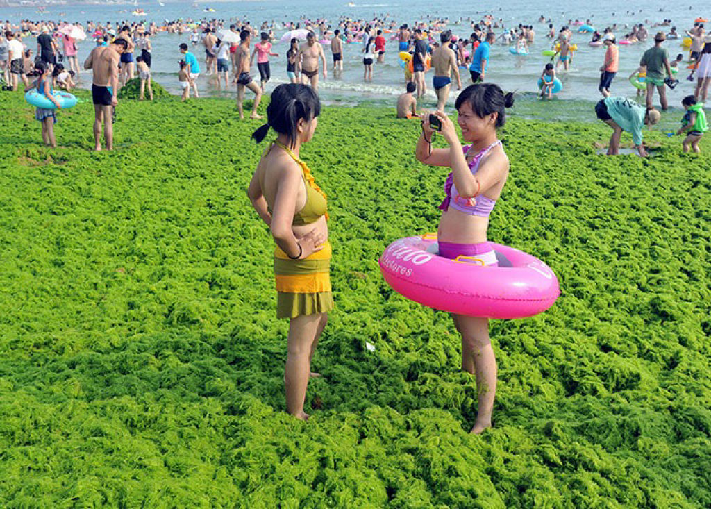 Praia chinesa invadida por praga de algas 04