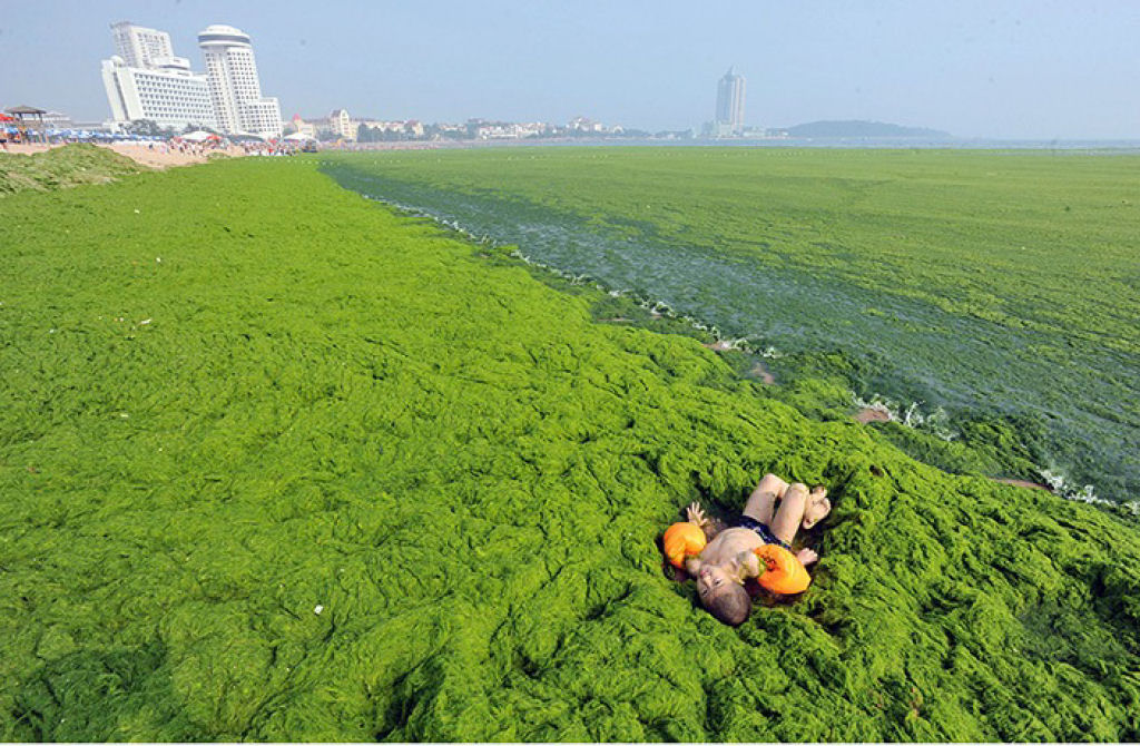 Praia chinesa invadida por praga de algas 06