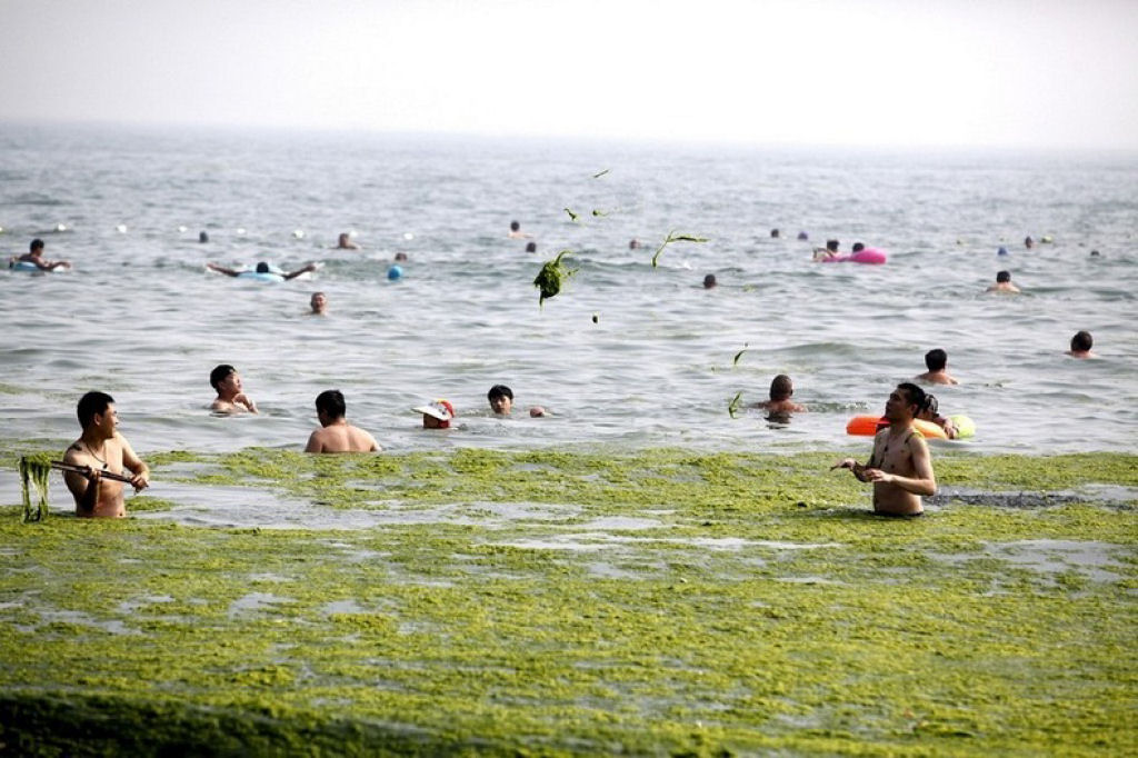 Praia chinesa invadida por praga de algas 11