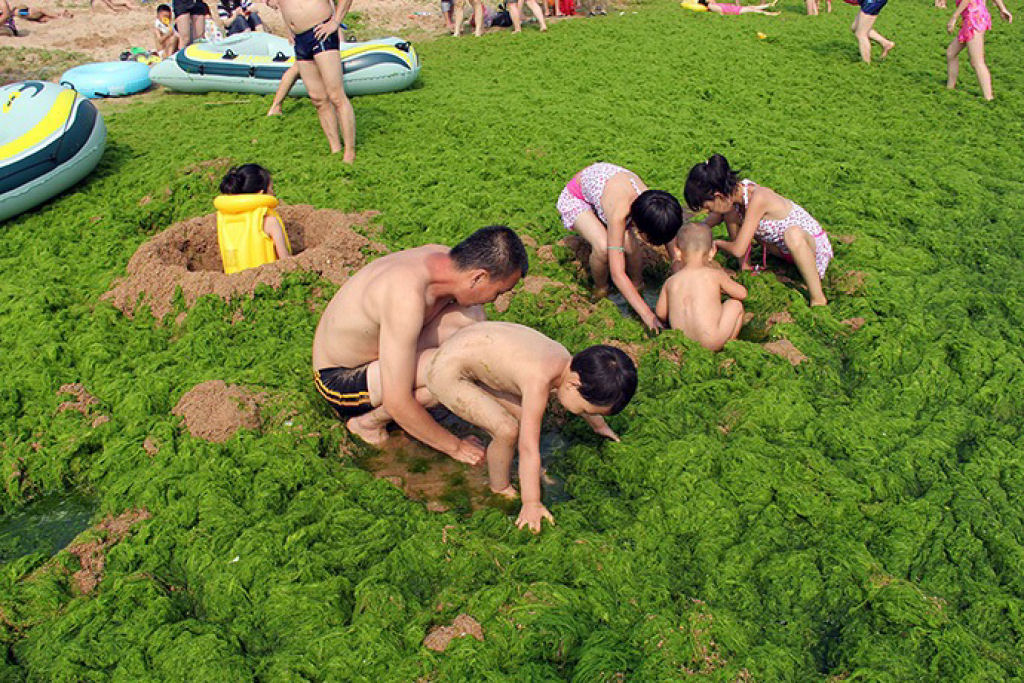 Praia chinesa invadida por praga de algas 12
