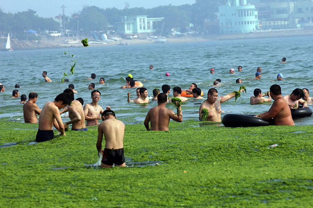Praia chinesa invadida por praga de algas 13