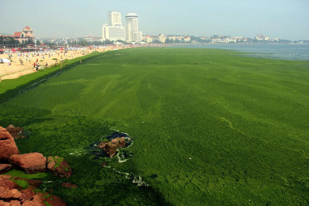 Praia chinesa invadida por praga de algas 14