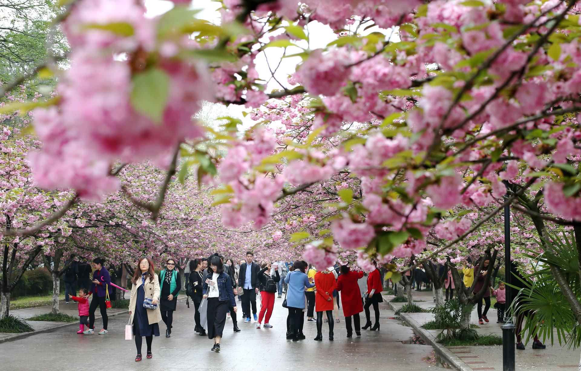 As cerejeiras em flor do as boas vindas  primavera na China com um dos maiores espetculos naturais da Terra 01