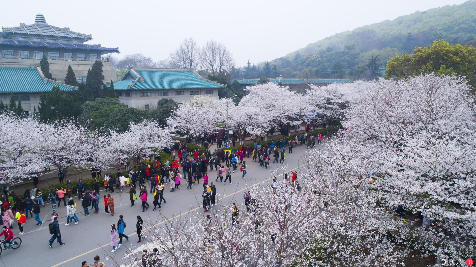 As cerejeiras em flor do as boas vindas  primavera na China com um dos maiores espetculos naturais da Terra 02