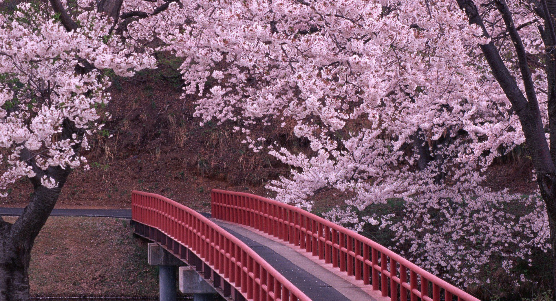 As cerejeiras em flor do as boas vindas  primavera na China com um dos maiores espetculos naturais da Terra 03