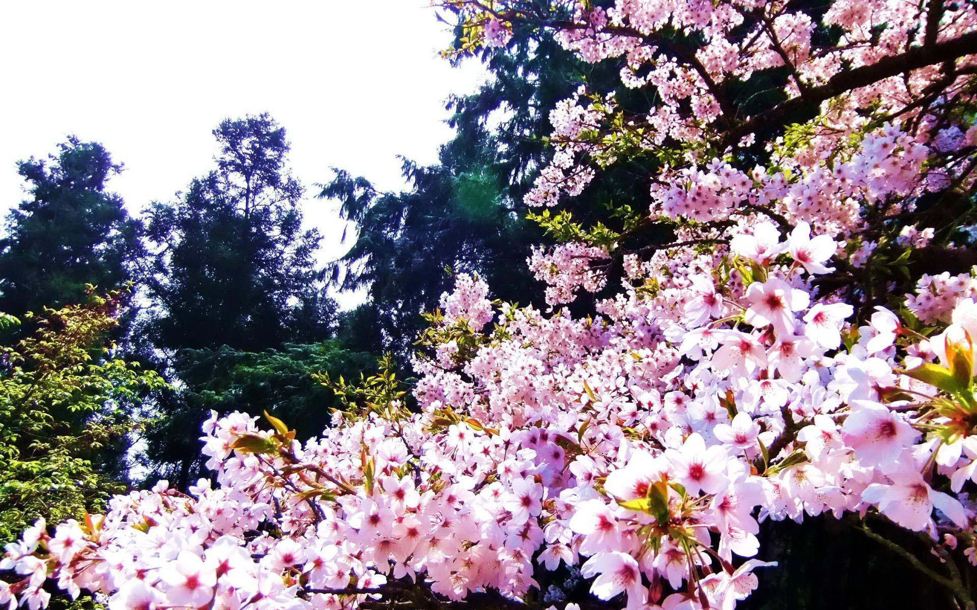As cerejeiras em flor do as boas vindas  primavera na China com um dos maiores espetculos naturais da Terra 04
