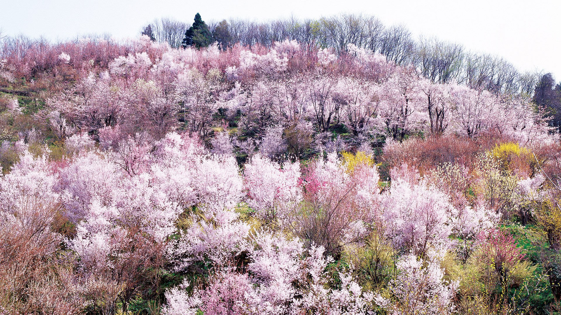 As cerejeiras em flor do as boas vindas  primavera na China com um dos maiores espetculos naturais da Terra 05