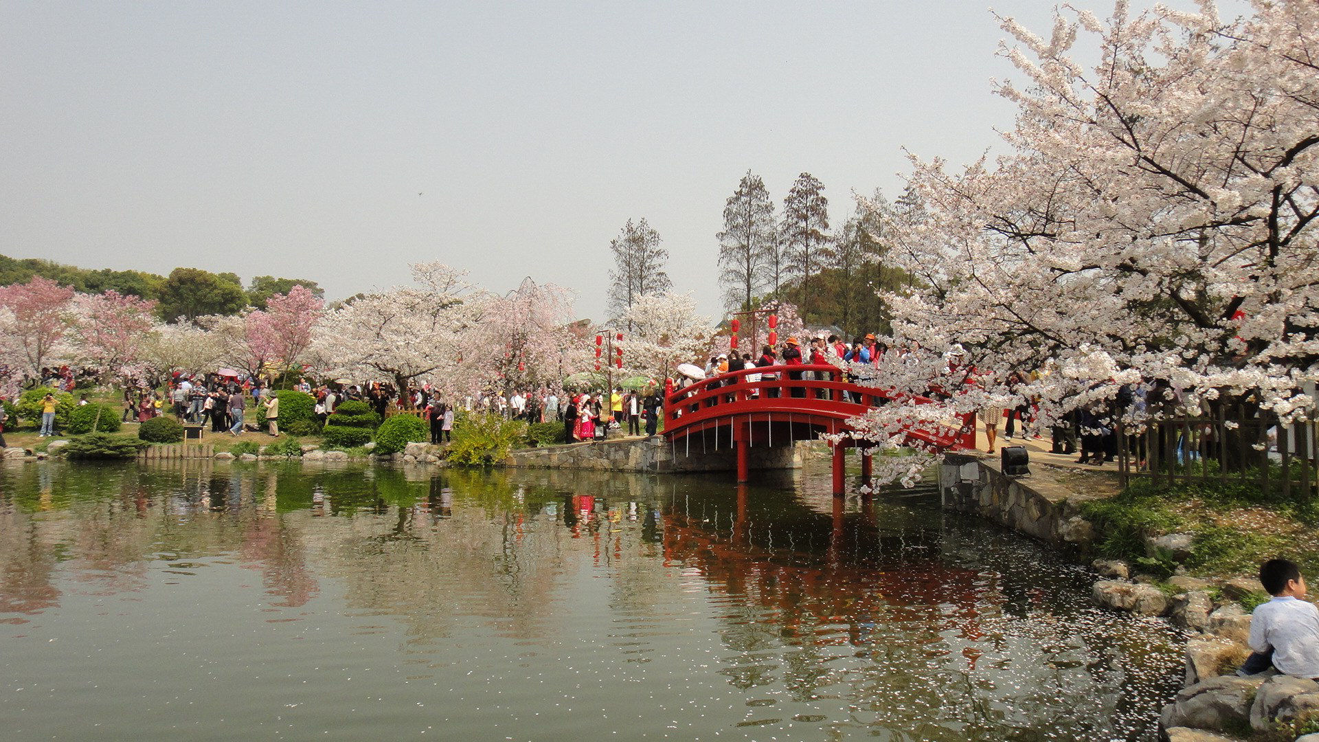 As cerejeiras em flor do as boas vindas  primavera na China com um dos maiores espetculos naturais da Terra 06