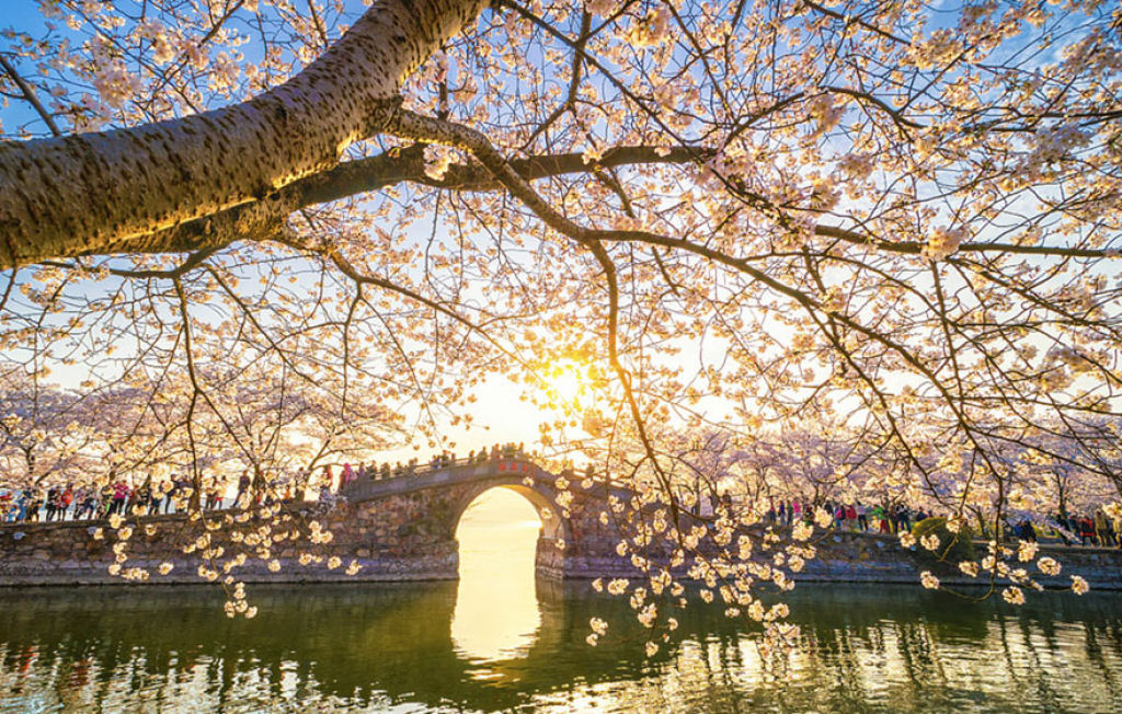 As cerejeiras em flor do as boas vindas  primavera na China com um dos maiores espetculos naturais da Terra 09