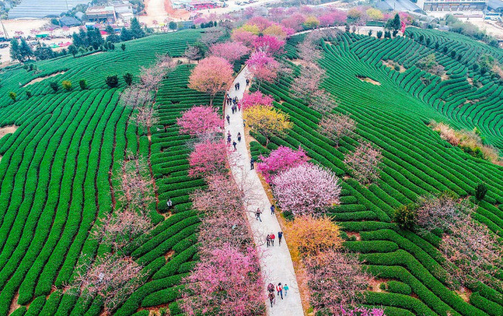 As cerejeiras em flor do as boas vindas  primavera na China com um dos maiores espetculos naturais da Terra 10