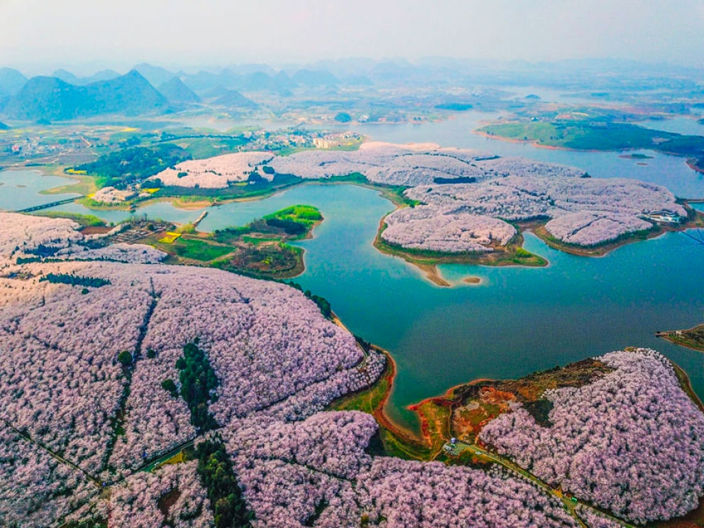 As cerejeiras em flor do as boas vindas  primavera na China com um dos maiores espetculos naturais da Terra 11