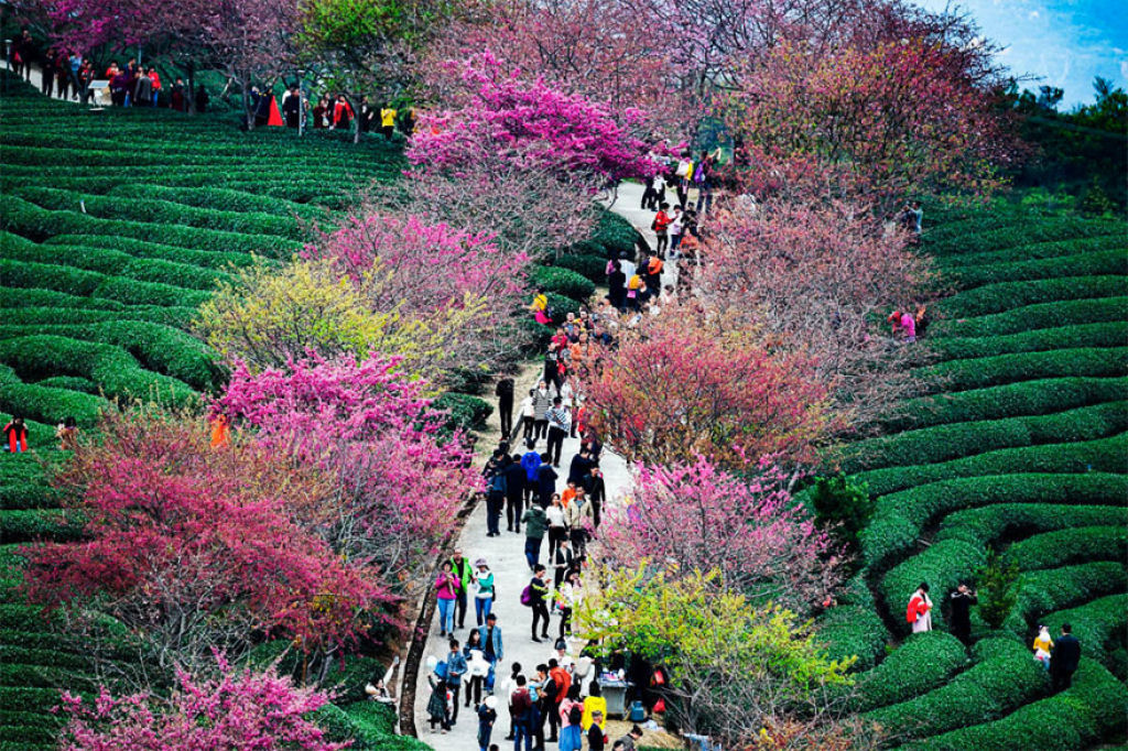 As cerejeiras em flor do as boas vindas  primavera na China com um dos maiores espetculos naturais da Terra 12