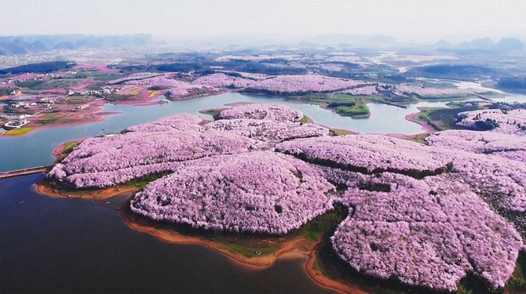 As cerejeiras em flor do as boas vindas  primavera na China com um dos maiores espetculos naturais da Terra 14