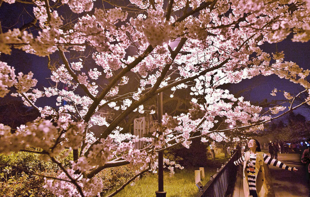 As cerejeiras em flor do as boas vindas  primavera na China com um dos maiores espetculos naturais da Terra 15