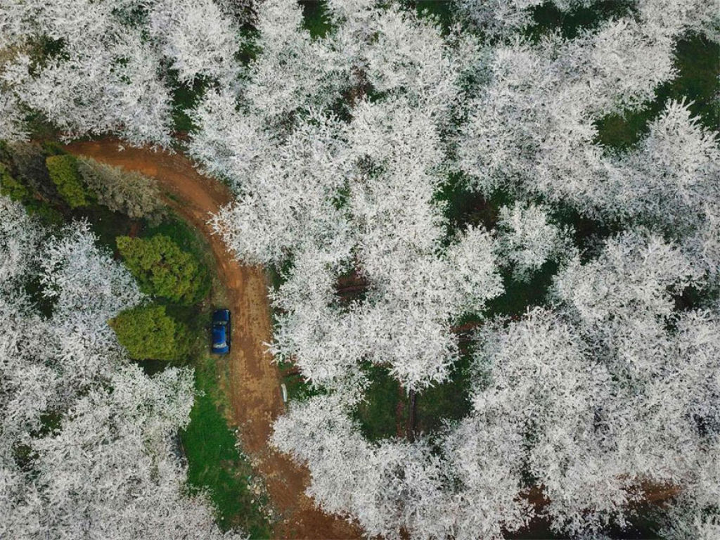 As cerejeiras em flor do as boas vindas  primavera na China com um dos maiores espetculos naturais da Terra 16