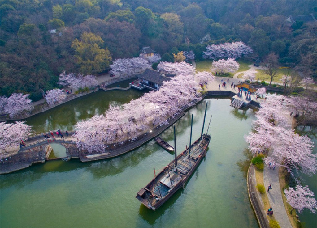 As cerejeiras em flor do as boas vindas  primavera na China com um dos maiores espetculos naturais da Terra 17