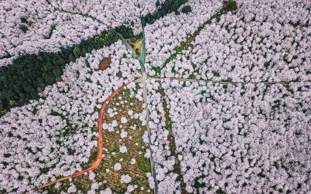 As cerejeiras em flor do as boas vindas  primavera na China com um dos maiores espetculos naturais da Terra 18