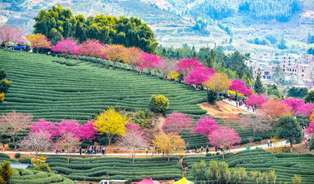 As cerejeiras em flor do as boas vindas  primavera na China com um dos maiores espetculos naturais da Terra 19
