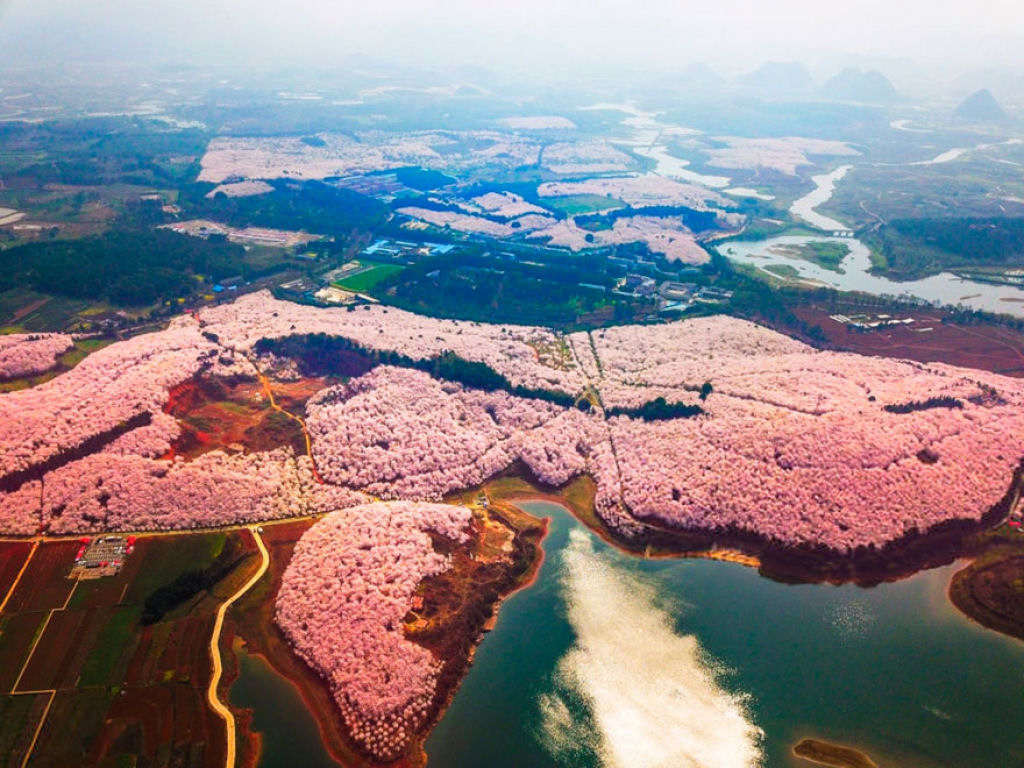 As cerejeiras em flor do as boas vindas  primavera na China com um dos maiores espetculos naturais da Terra 21