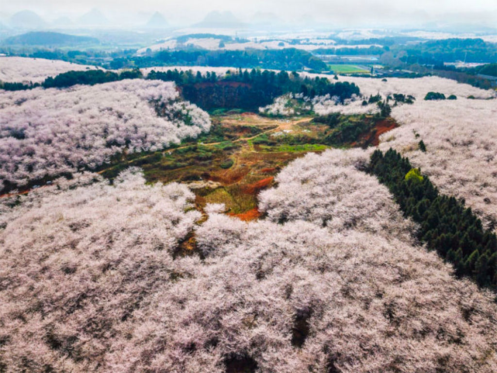 As cerejeiras em flor do as boas vindas  primavera na China com um dos maiores espetculos naturais da Terra 22