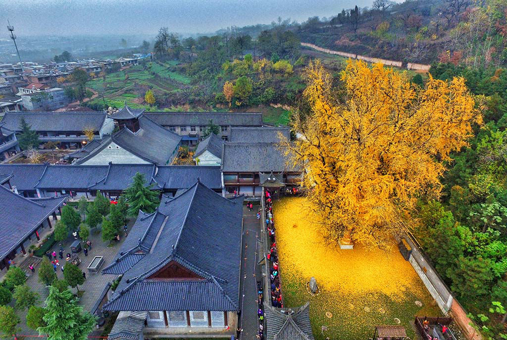 As folhas cadas de um ginkgo de 1400 anos inundam templo budista chins 01