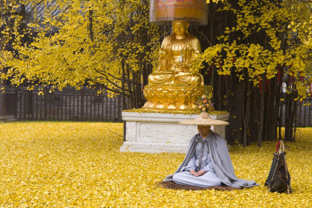 As folhas cadas de um ginkgo de 1400 anos inundam templo budista chins 05
