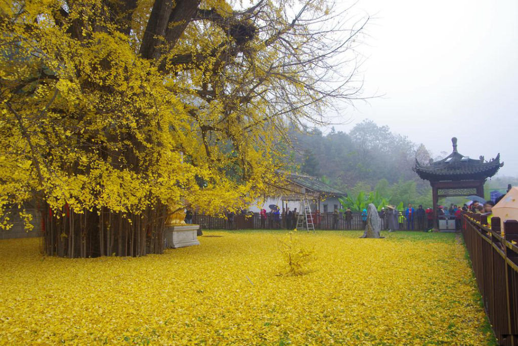 As folhas cadas de um ginkgo de 1400 anos inundam templo budista chins 06