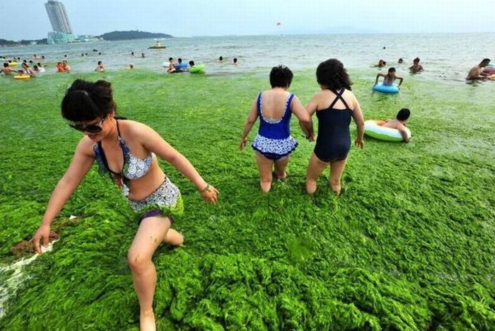 Praia chinesa invadida por algas 02