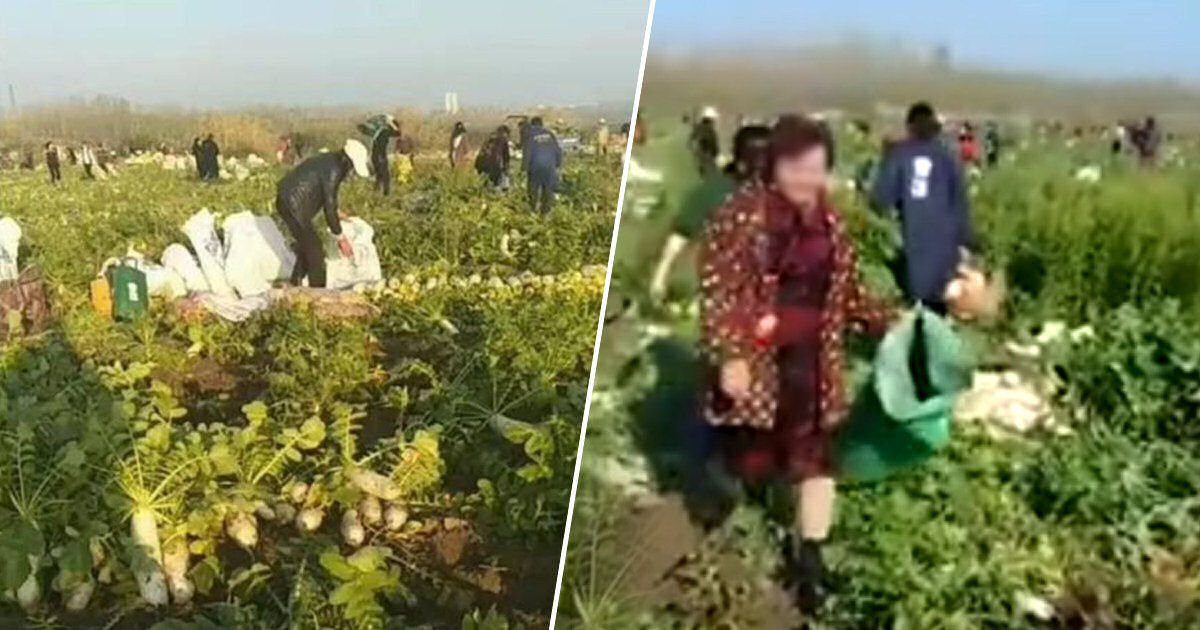 Agricultores chineses permitem que vizinhos apanhem uma sacola ou duas de seus rabanetes e perdem toda a colheita