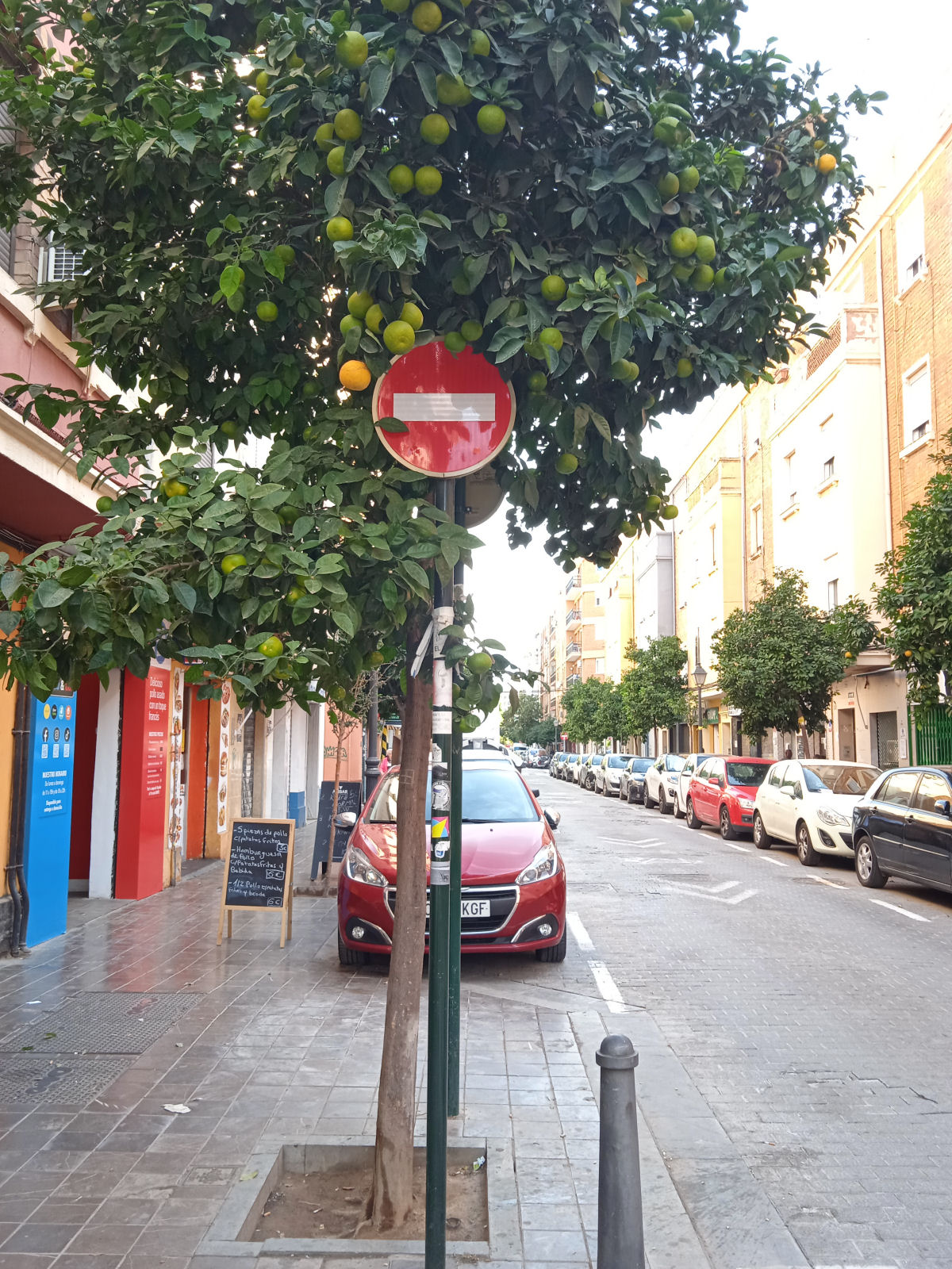 Por que não é possível comer as laranjas das ruas de Valência, na Espanha?