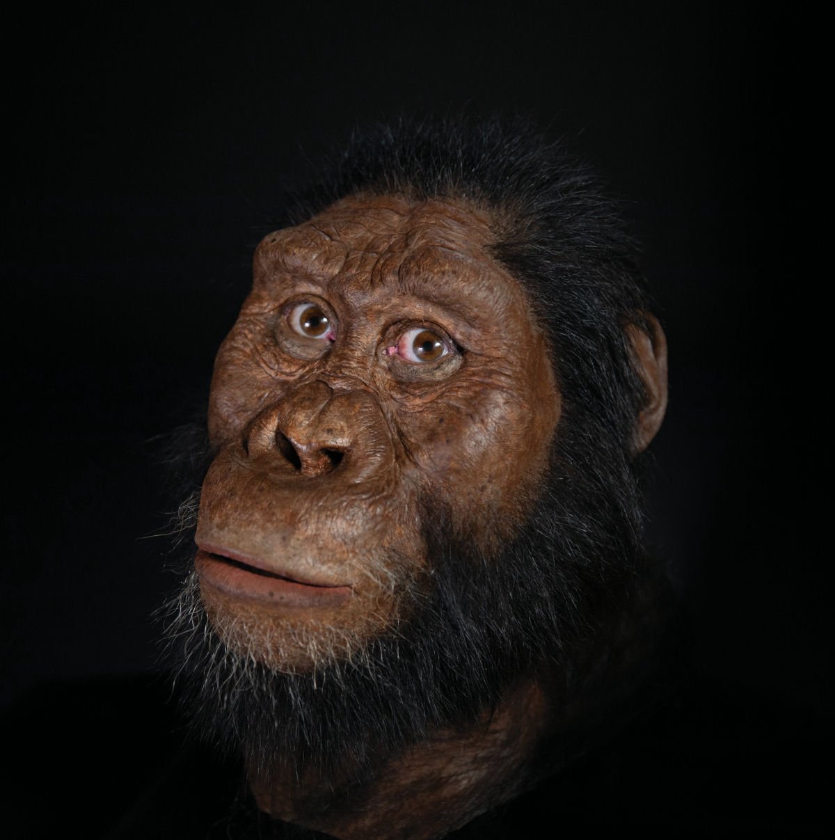 O crnio de um antepassado humano revela como nunca antes o rosto de nosso passado evolutivo