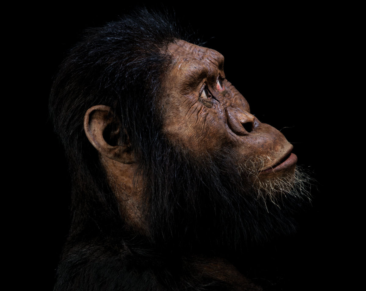 O crnio de um antepassado humano revela como nunca antes o rosto de nosso passado evolutivo