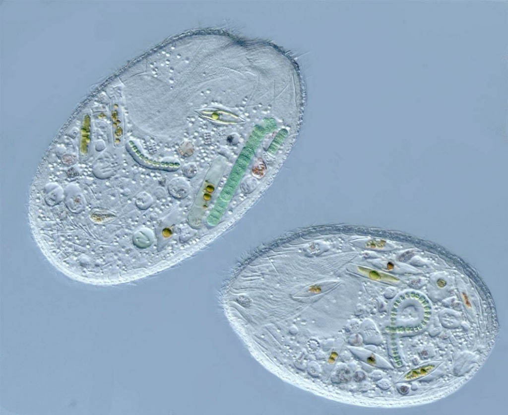 Micrografias assustadoras do Small World 2012